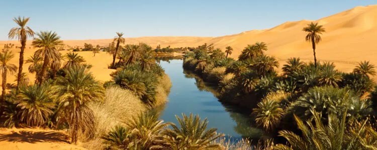 UAE Deserts Transform into Lush Oases 1 UAE Deserts Transform into Lush Oases
